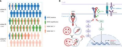 Frontiers | HER2-Altered Non-Small Cell Lung Cancer: Biology ...